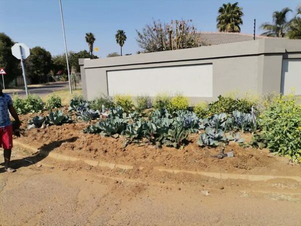 ‘Cabbage Bandit’ Faces Jail Time For Planting Crops In His Front Yard
