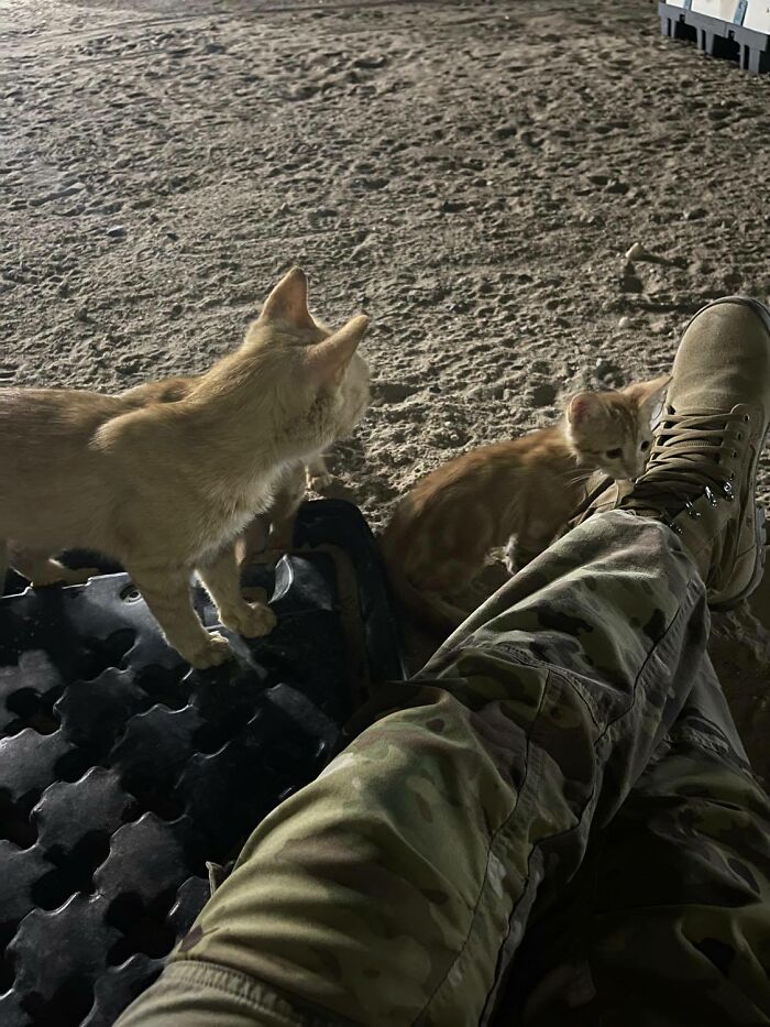 Sergeant Whiskers: A Cat With Two Kittens That Comforted Soldiers While They Were On Tour Sergeant Whiskers: A Cat With Two Kittens That Comforted Soldiers While They Were On Tour