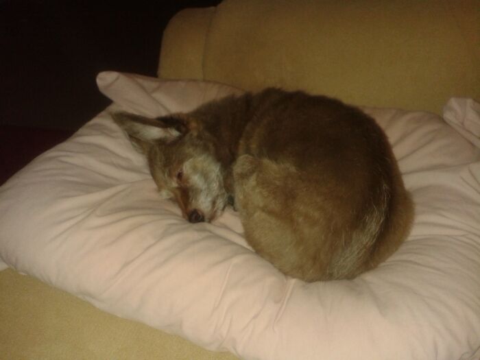 My Little Lucy Loo. Crossed The Rainbow Bridge At 17. Miss You Baby.