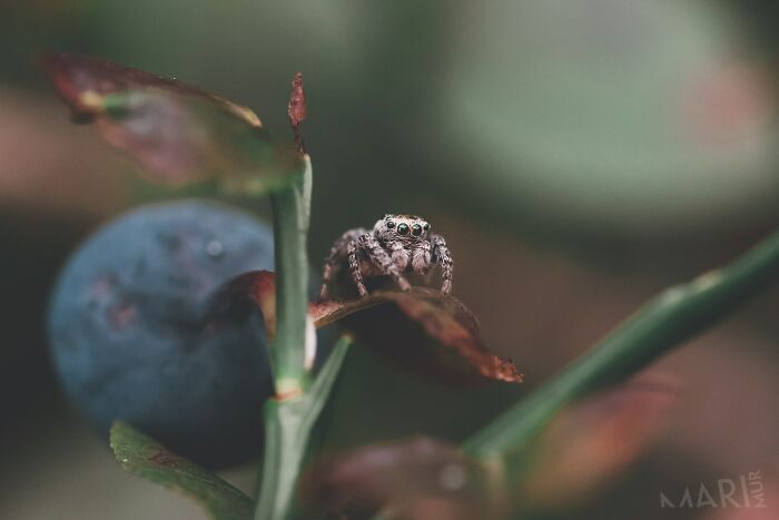 This Jumping Spider Next To A Blueberry