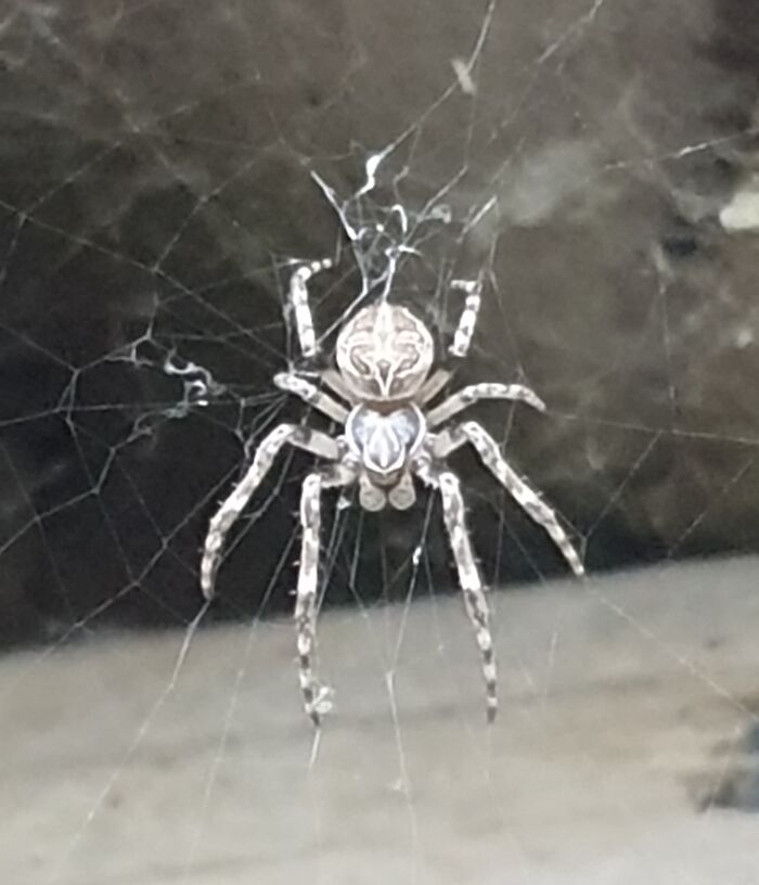 Not Gonna Lie. I'm Waiting For A Fly!