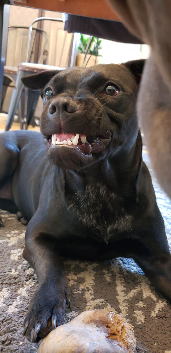 My Girl Is Not A Tough Dog Bit She Didn't Want Her Brother To Take Her Toy. Look At That Underbite!