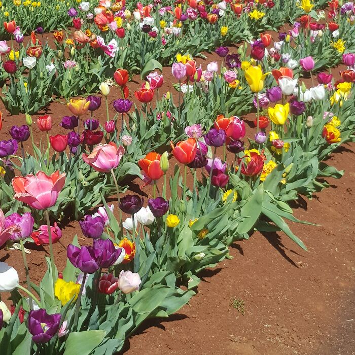 Tesselar Tulip Farm, Melbourne, Australia
