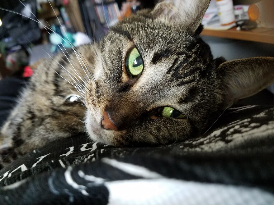 My Cat Loki Who Usually Hates Having His Picture Taken.