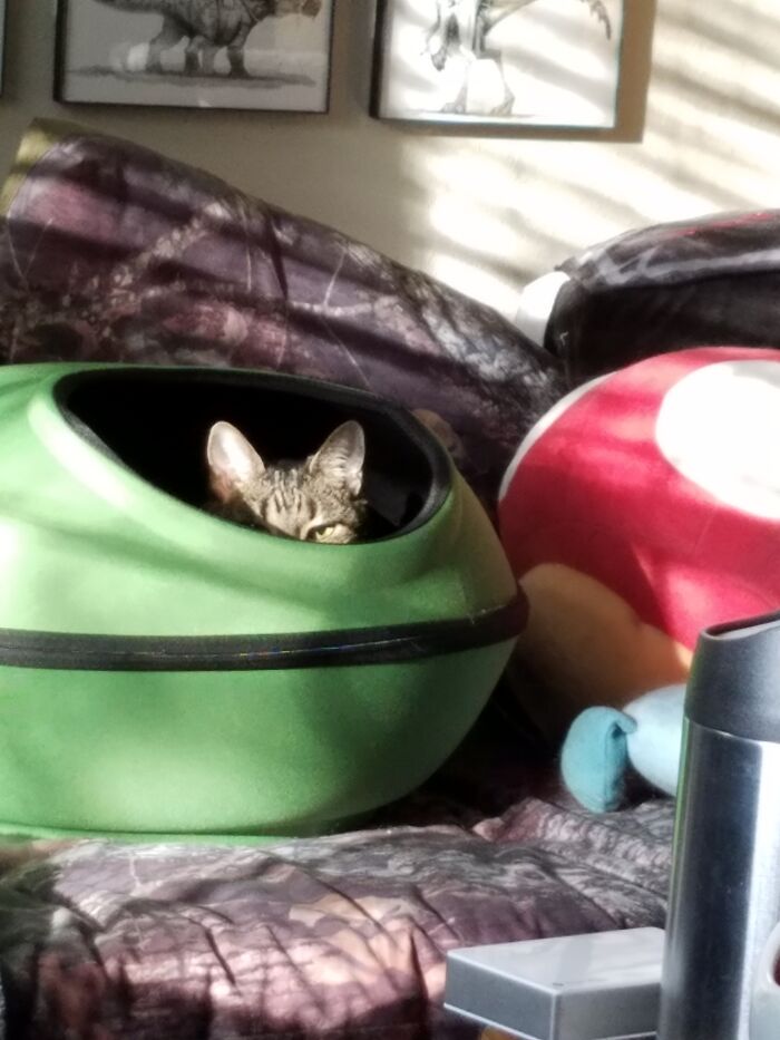 The Look I Get When He Can't Be On My Lap Because I'm Working From Home.