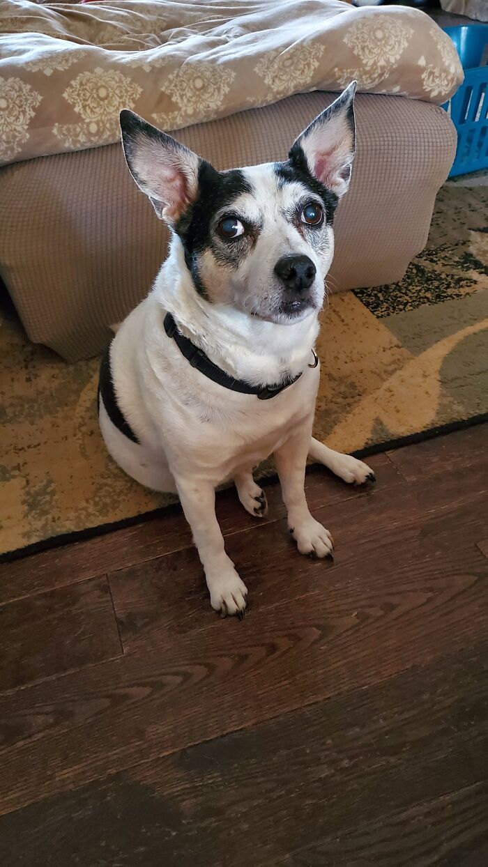 My Old Man Charlie Aka Poops. He's 13 And Going Strong.