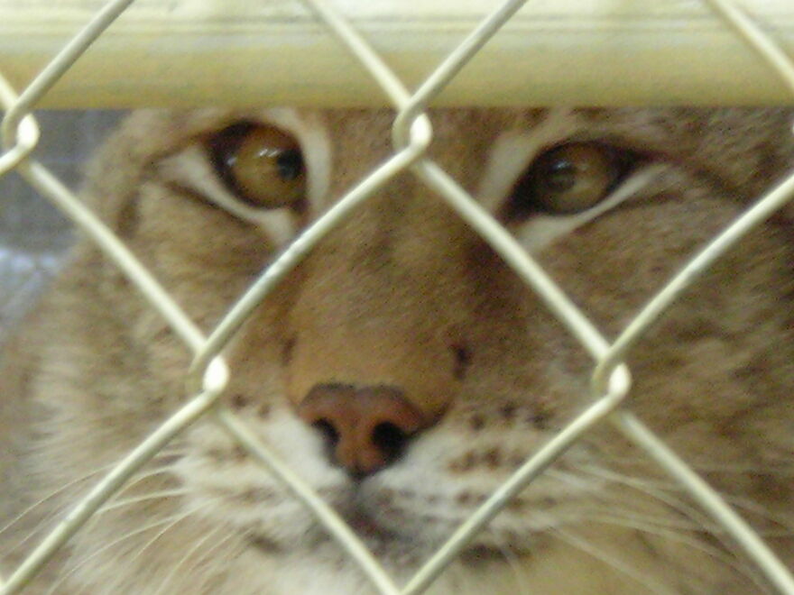 Lynx Eyes. The Cat House, Rosamond Ca. A "Retirement Home" For Smaller Wild Cats From The San Diego Zoo.