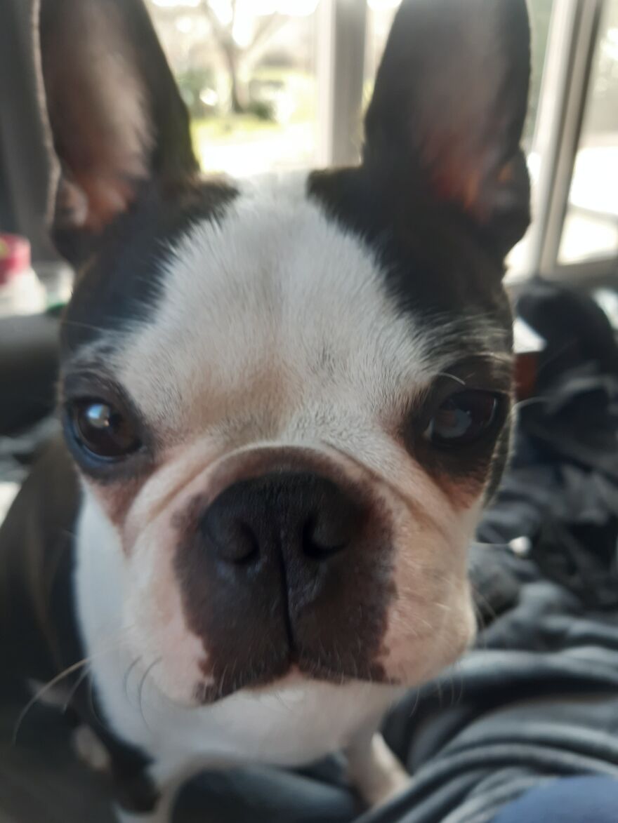 The Sweetest Boston. Ziggy