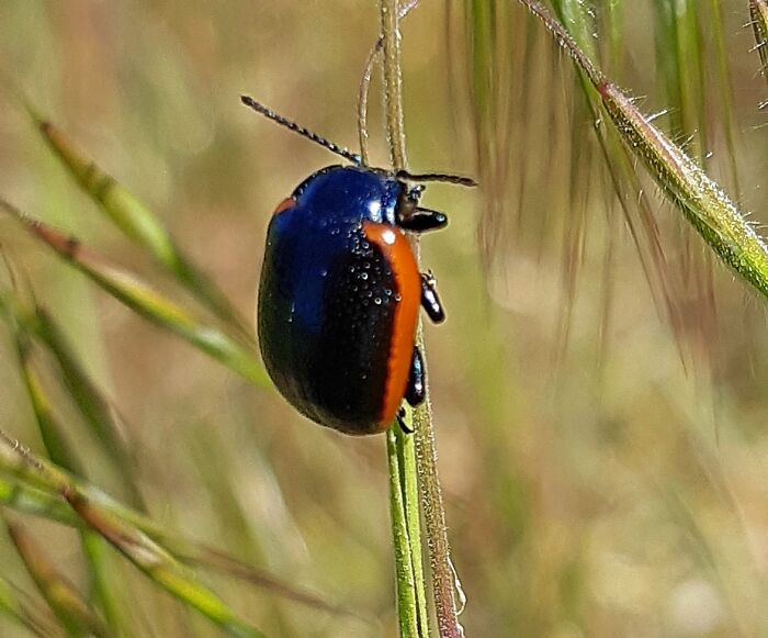 This Little Chubby, I Don't Know What Kind It Is 😊