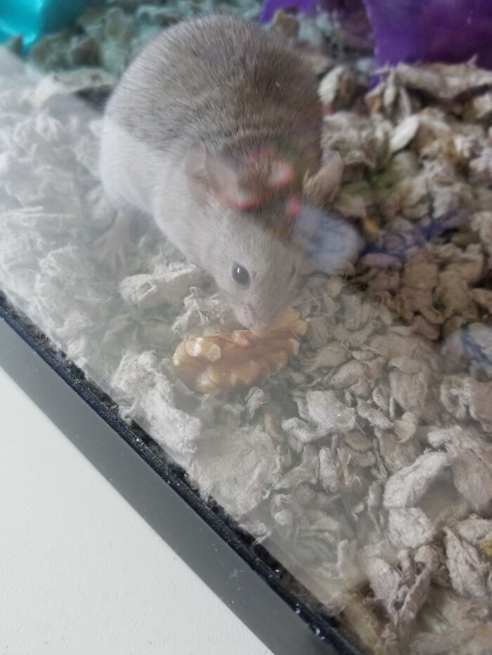 My Mouse With Her Favorite Treat: A Walnut!