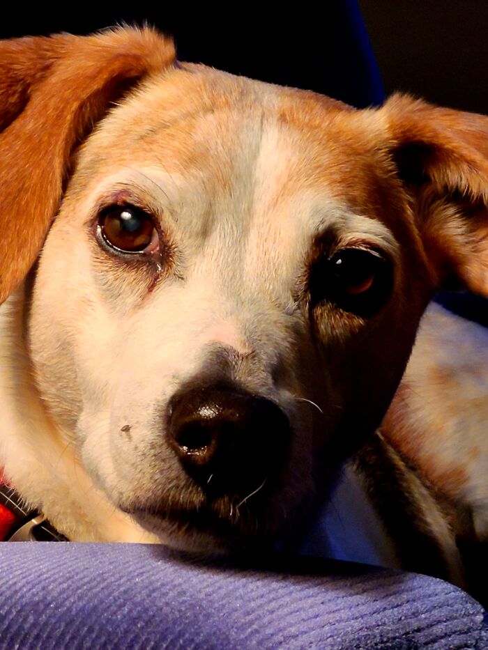 Our 13 Year Old Beagle - Sadie Aka Her Royal Beagleness