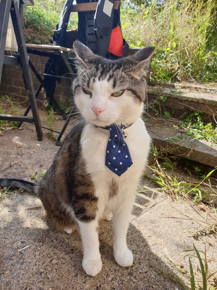 Boss Cat Displeased At Your Performance