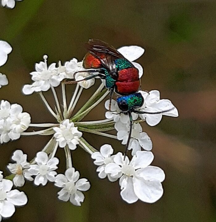 This Fancy Metallic Colored Guy, I Have No Idea What It Is 😍