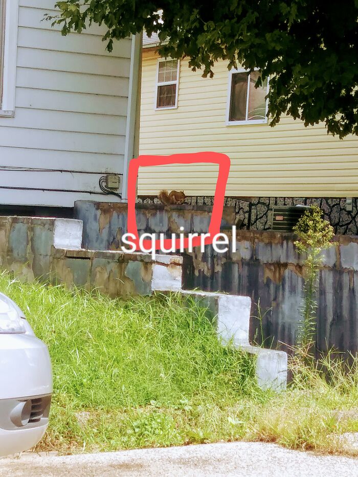 Friendly Momma Squirrel