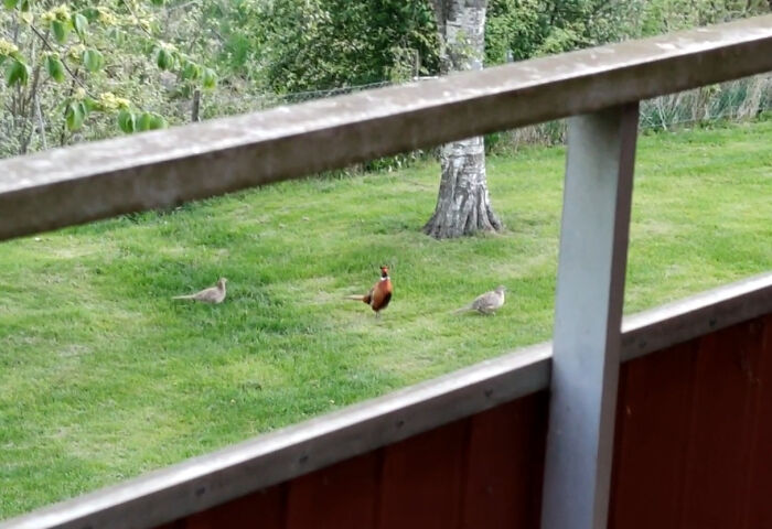 Our Residential Pheasants, Ove With His 2 Wives. View From The Balcony. Odensbacken, Sweden