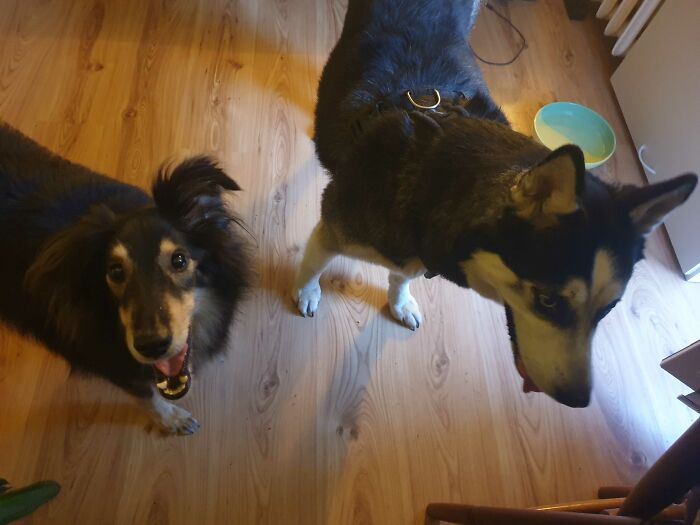 The Husky Is Mine And The Beautiful Doggo On The Left Is My Friend's
