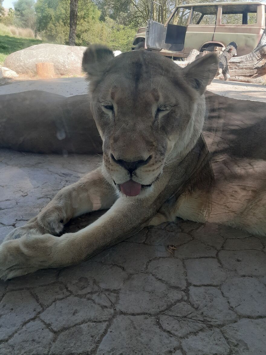 Lioness At The San Diego Safari Park