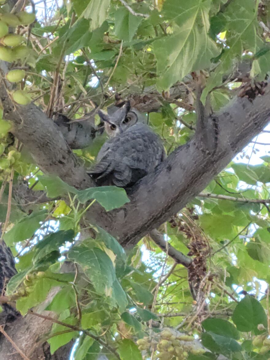 Whoooooo Are You Looking At?