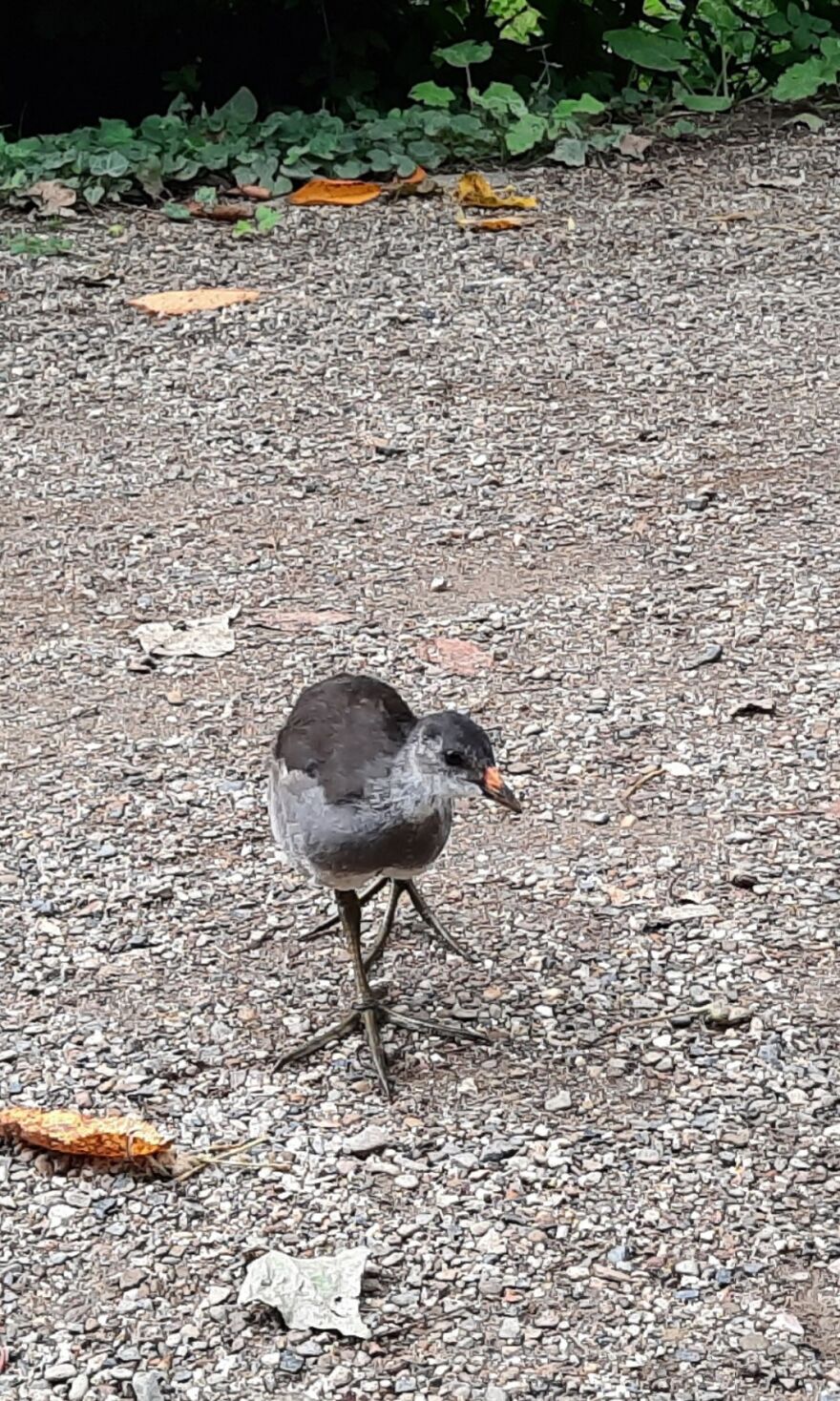 Idk What Kind Of Baby Duck This Is But It Has Insanely Big Feet