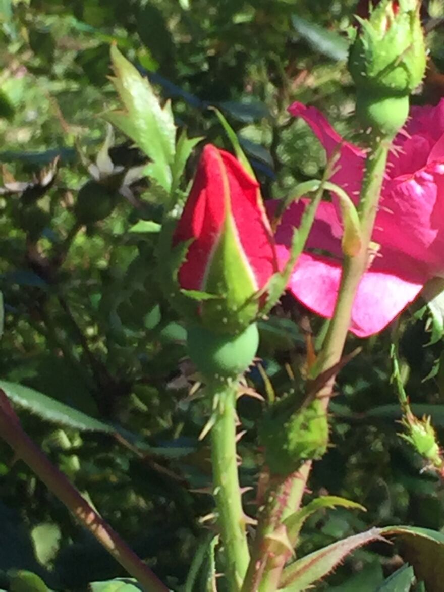 32 Ish Photos I Took Of Stuff In My Backyard This Afternoon