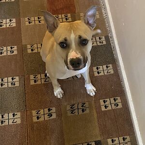 bhaskarreddydevarapalli avatar