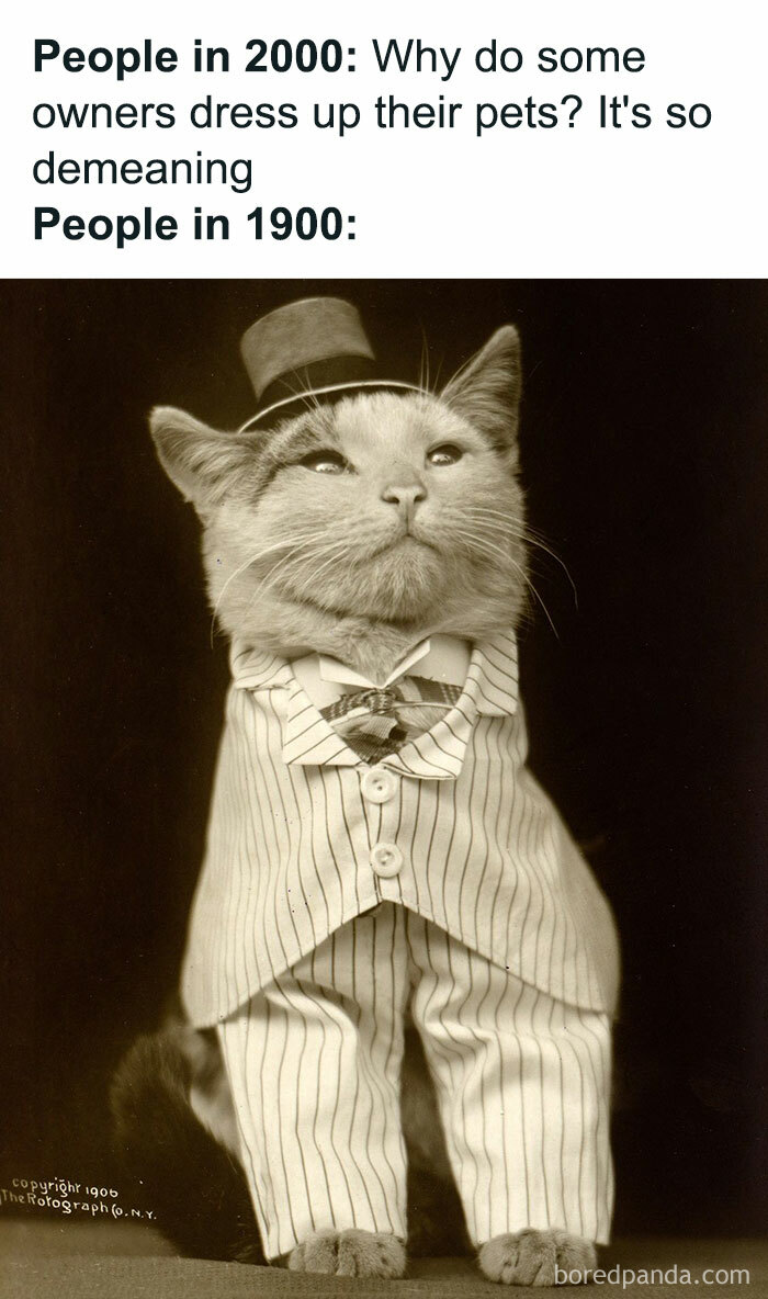 Why Lord Mittens, You Look Ravishing!