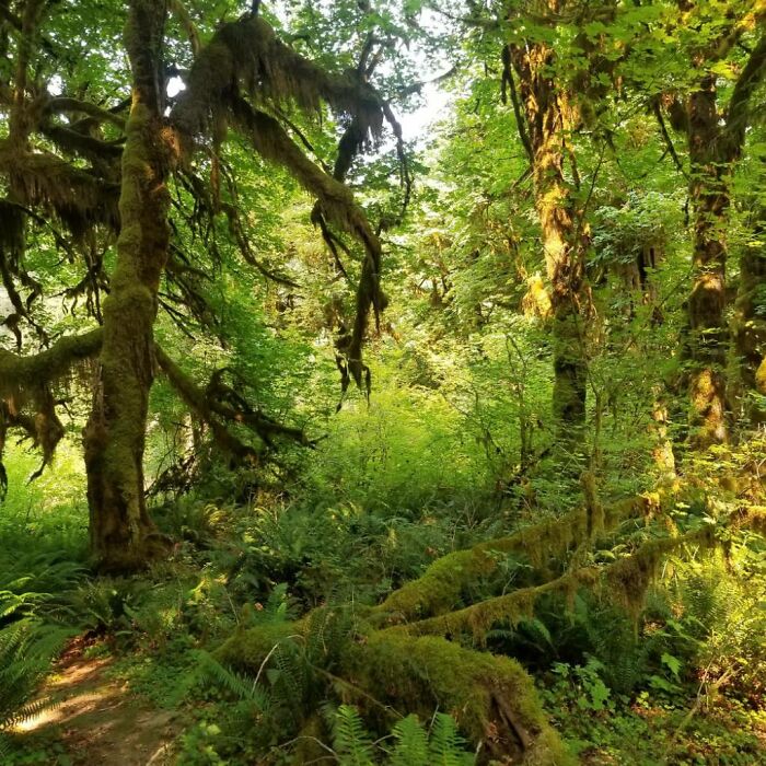 Olympic National Park, Washington, USA