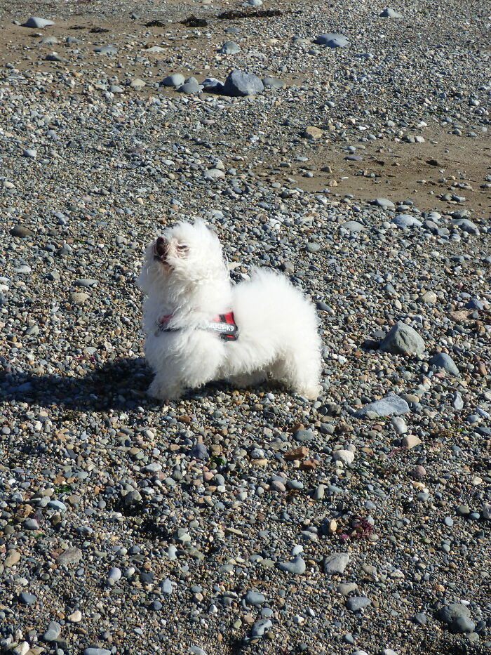 My Dog Is A Chonk, To Be Fair Its Mostly Fluff But He Looks Very Round 😂