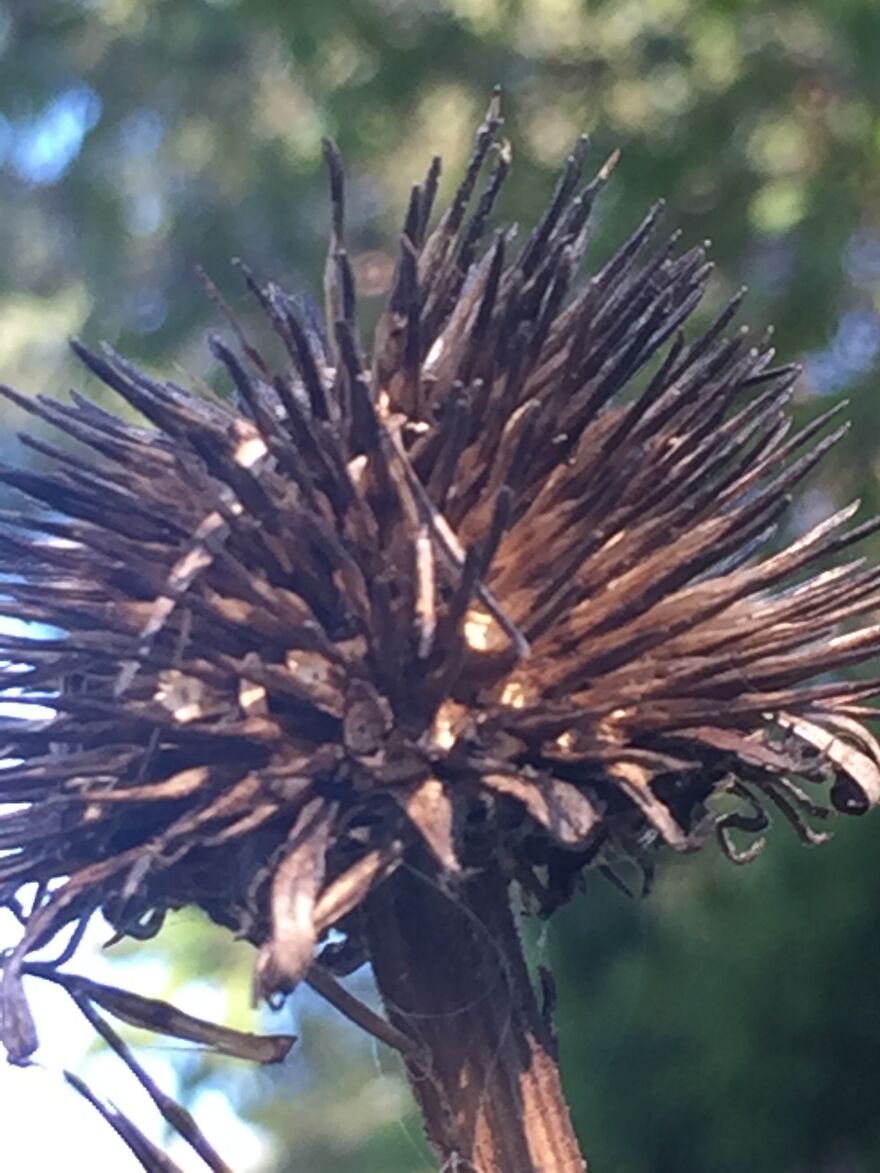 32 Ish Photos I Took Of Stuff In My Backyard This Afternoon