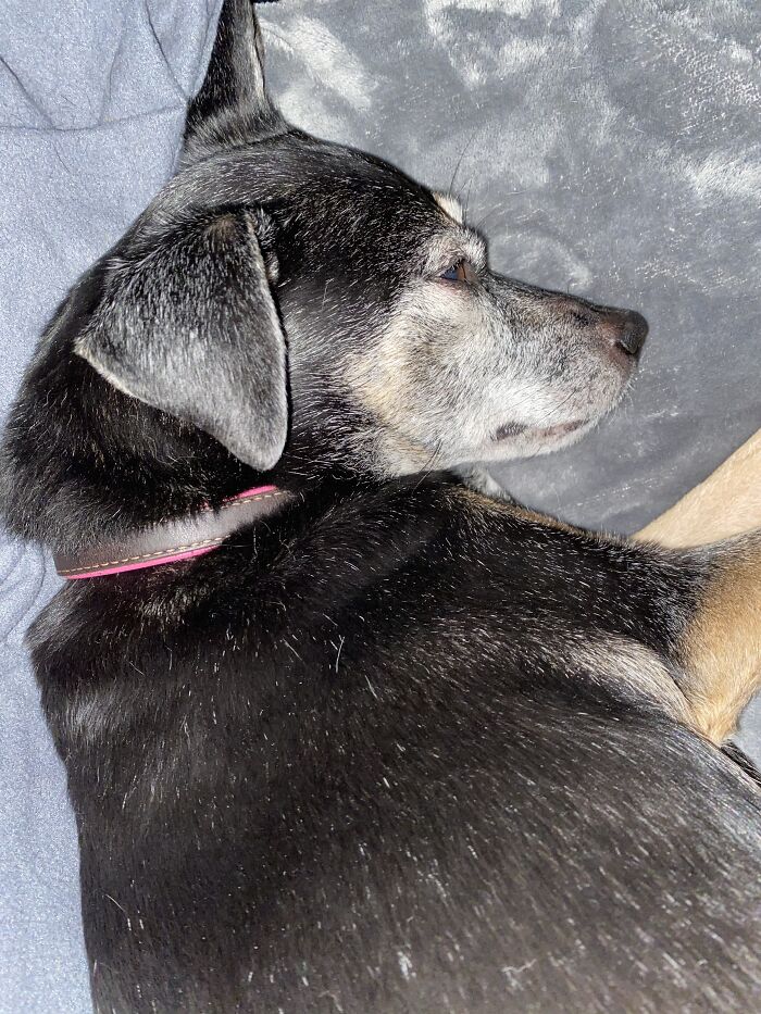 My Sweet Girl Gracie. Crossed The Rainbow Bridge In March. Always In My Heart. Miss You Sweet Girl ❤️