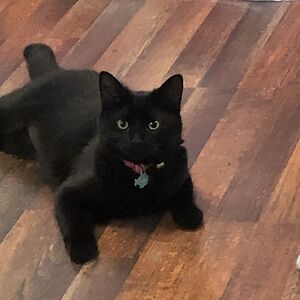 shaylynnmaske avatar