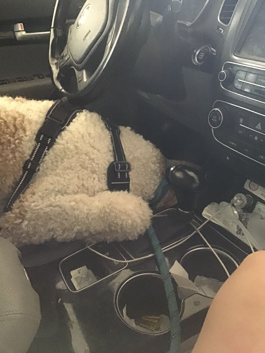 What’s The Funniest And Cutest Picture Of Your Pet In The Car