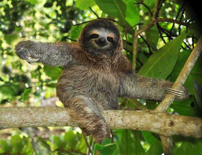 I Would Love To Hang In The Trees With My Friend - The Three-Toed Sloth
