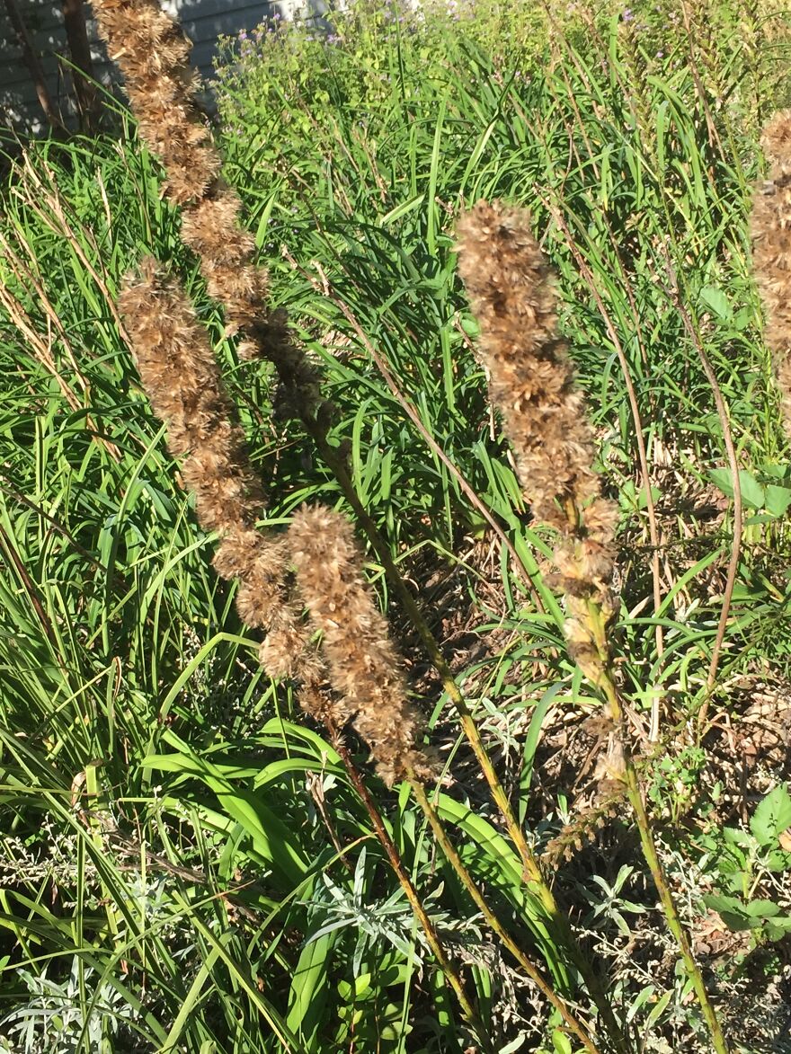 32 Ish Photos I Took Of Stuff In My Backyard This Afternoon