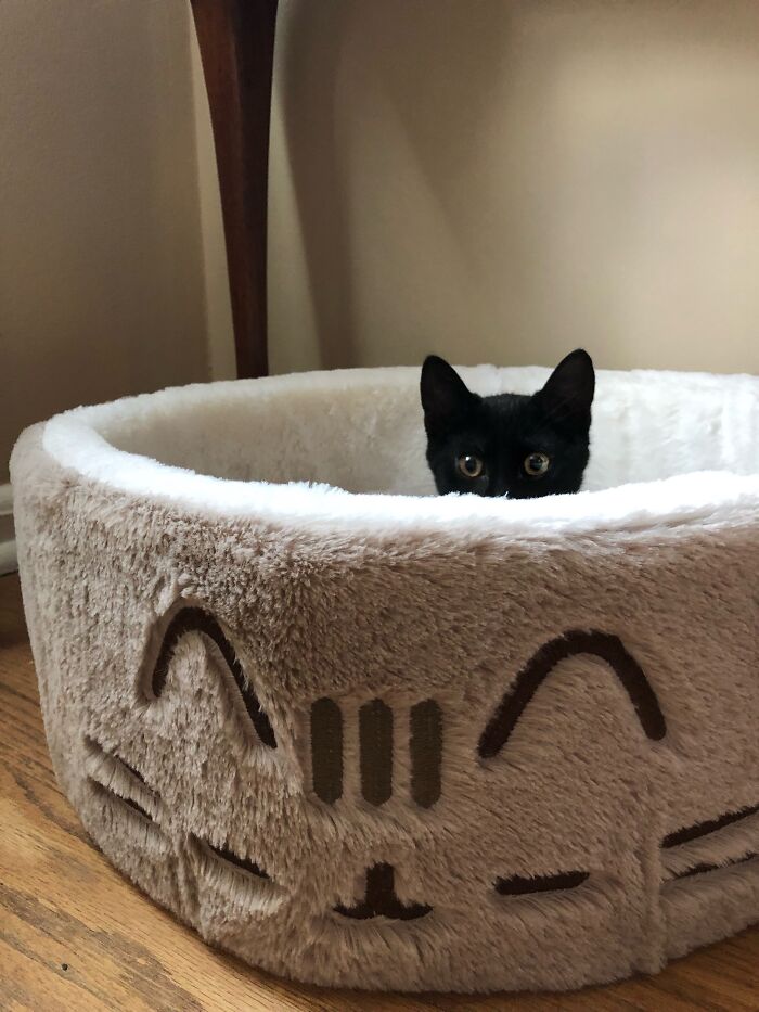 First Cat Bed