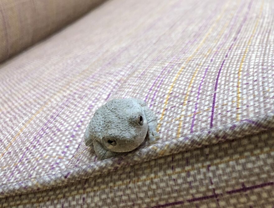 Accidentally Woke A Sleeping Tree Frog