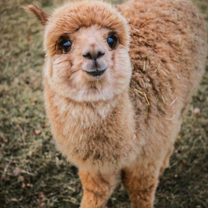 The Sweet Face Of A Baby Alpaca