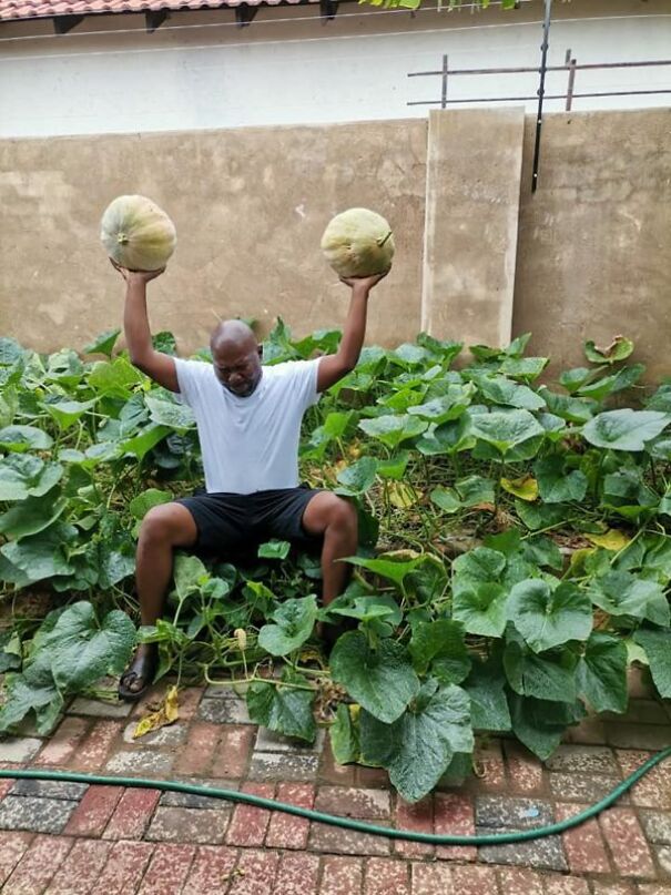 ‘Cabbage Bandit’ Faces Jail Time For Planting Crops In His Front Yard ‘Cabbage Bandit’ Faces Jail Time For Planting Crops In His Front Yard