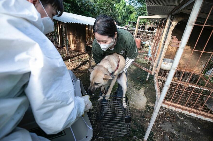 Dogs Experience Care And Love For The First Time After Being Saved From A Meat Farm Dogs Experience Care And Love For The First Time After Being Saved From A Meat Farm
