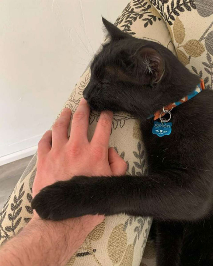 Cat Was Supposed To Catch A Mouse Living In The House, But Made Friends With It Instead Cat Was Supposed To Catch A Mouse Living In The House, But Made Friends With It Instead