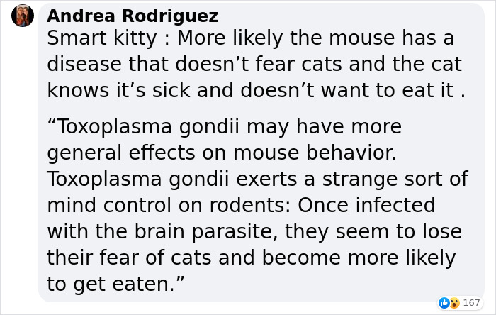 Cat Was Supposed To Catch A Mouse Living In The House, But Made Friends With It Instead Cat Was Supposed To Catch A Mouse Living In The House, But Made Friends With It Instead