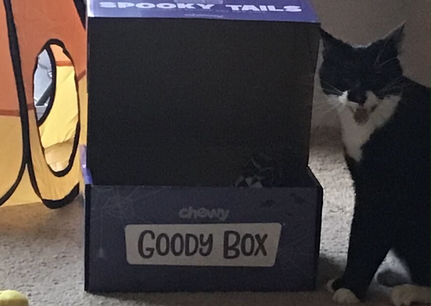 Floki Turned One This Month! He Is As Much Mischief As His Name Implies.