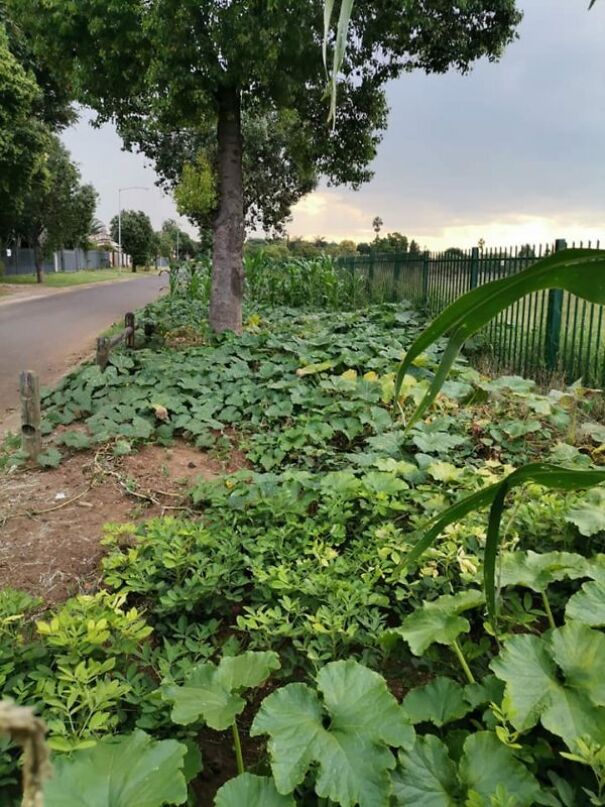 ‘Cabbage Bandit’ Faces Jail Time For Planting Crops In His Front Yard ‘Cabbage Bandit’ Faces Jail Time For Planting Crops In His Front Yard
