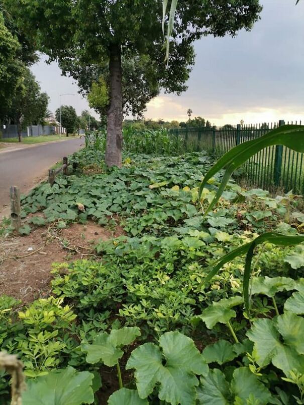 ‘Cabbage Bandit’ Faces Jail Time For Planting Crops In His Front Yard