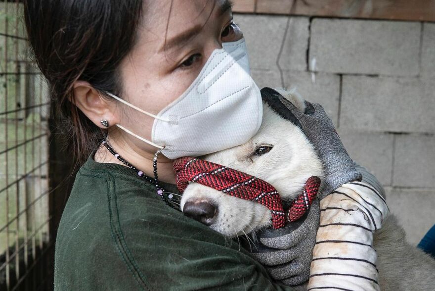 Dogs Experience Care And Love For The First Time After Being Saved From A Meat Farm Dogs Experience Care And Love For The First Time After Being Saved From A Meat Farm