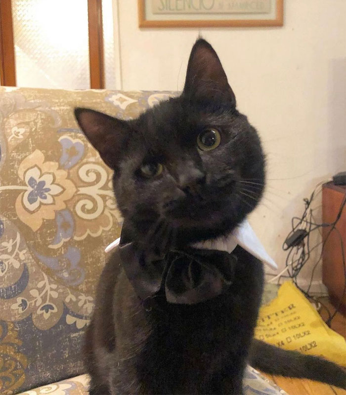 Cat Was Supposed To Catch A Mouse Living In The House, But Made Friends With It Instead Cat Was Supposed To Catch A Mouse Living In The House, But Made Friends With It Instead