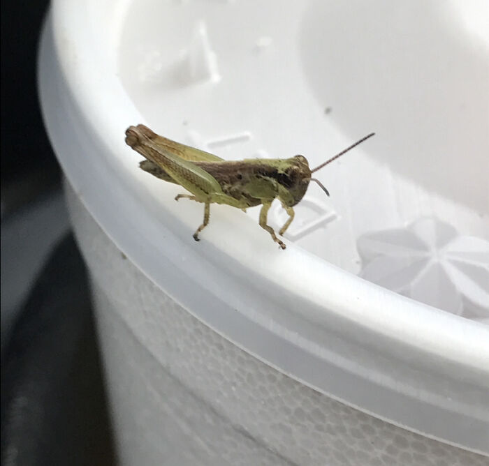 It Was Unusual Because He Was Sitting In My Coworkers Drink. My Coworker Happens To Be Named Jimmy