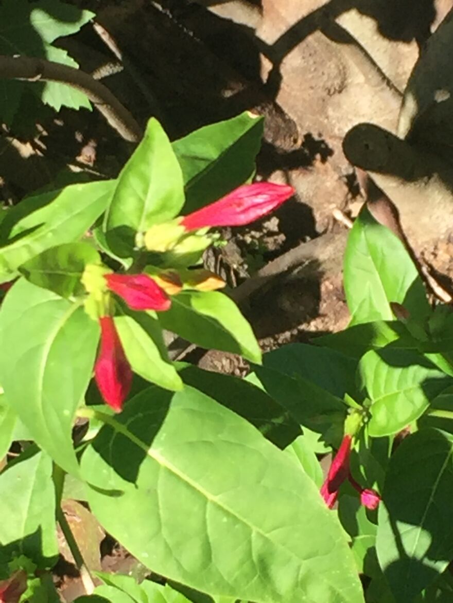 32 Ish Photos I Took Of Stuff In My Backyard This Afternoon