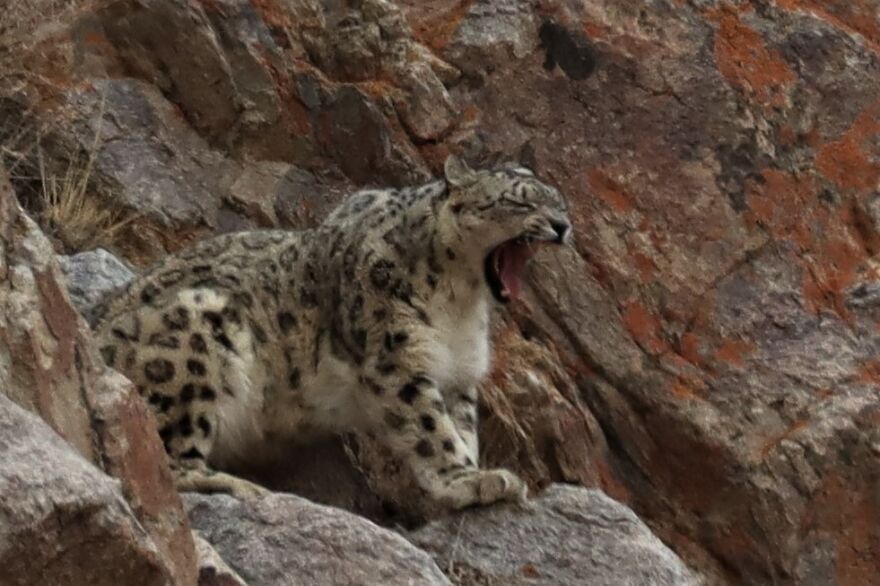 Snow Leopard In The Himalayas