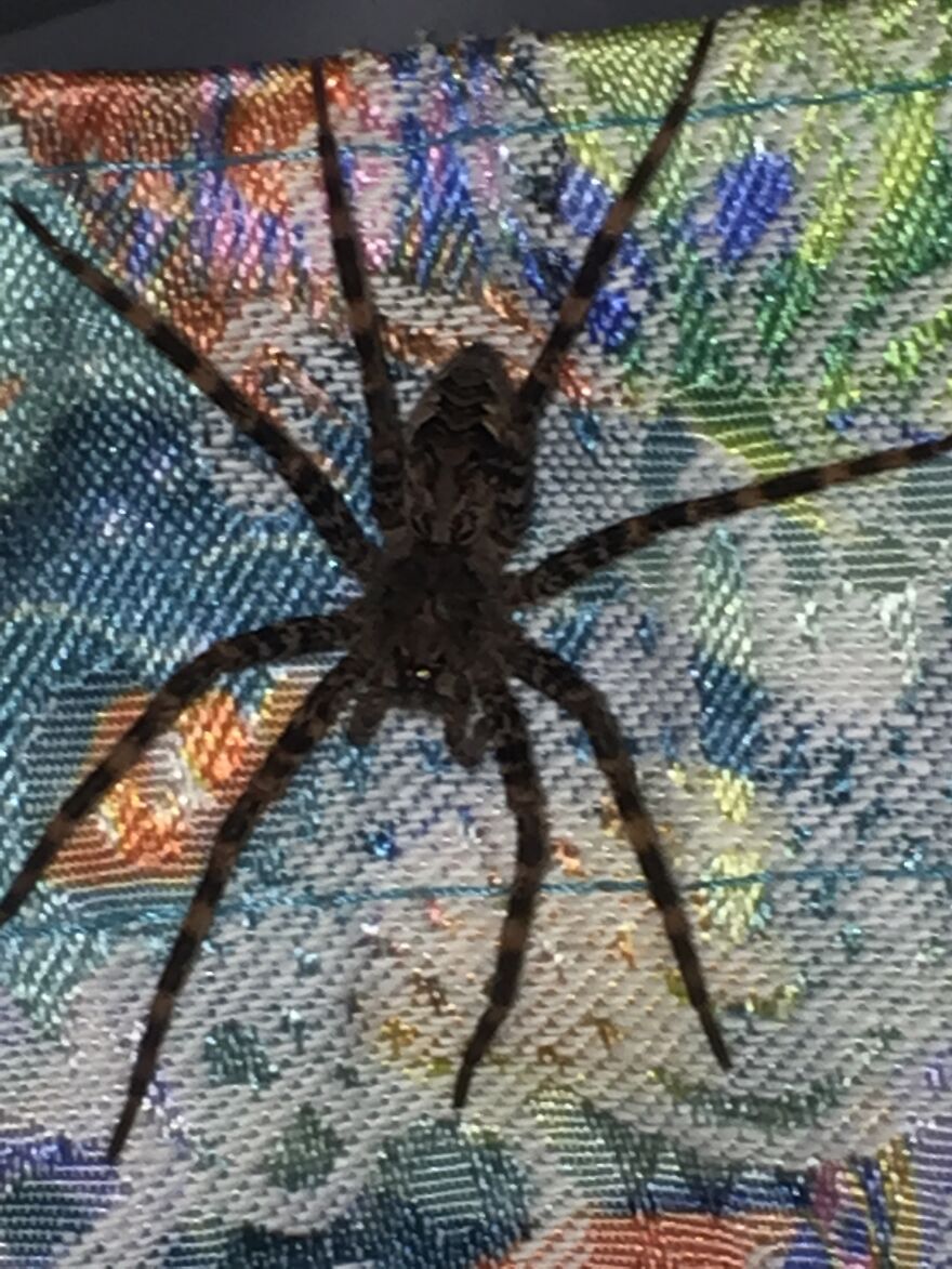 This 2 Or More Inch Spider Was Crawling Up My Shower Curtain While I Was Showering. She’s A Fishing Spider. She Scared The Crap Out Of Me...